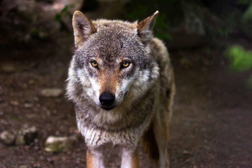 Var : la présence des loups s'intensifie