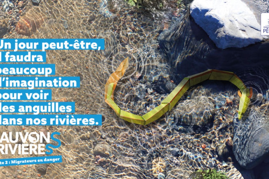 Les poissons migrateurs désertent les rivières varoises